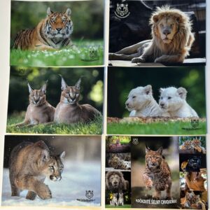 Pohledy - Kočkovité šelmy